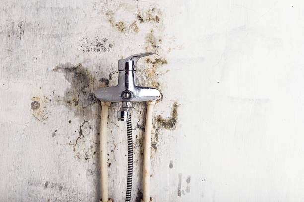 Best Fast Mold Removal  in Keshore, LA