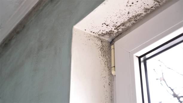 Best Same-Day Mold Removal  in Keshore, LA