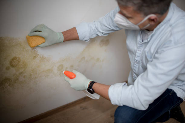 Attic Mold Removal in Lakeshore, LA