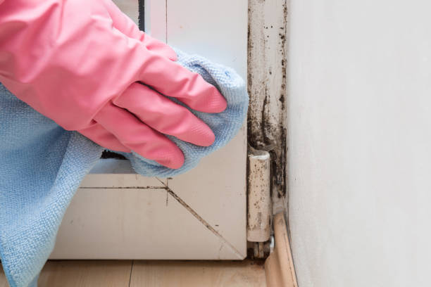 Best Professional Mold Removal  in Keshore, LA