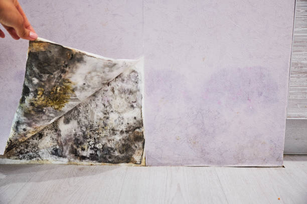 Best Home Mold Removal  in Keshore, LA